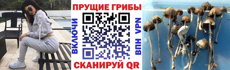 продажа наркотиков Энгельс Псилоцибиновые грибы прущие грибы